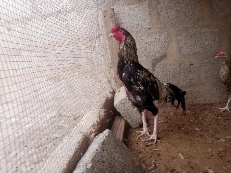 Aseel cock Desi hen — photo 2