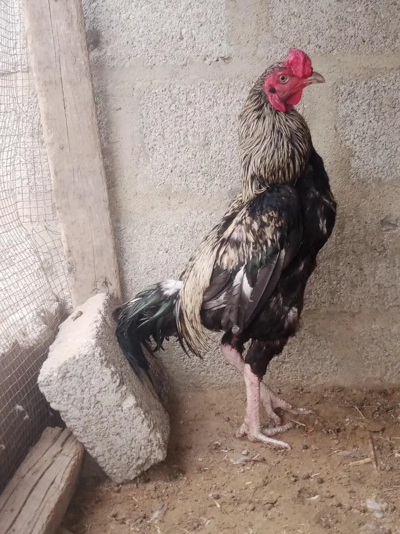 Aseel cock Desi hen — photo 4