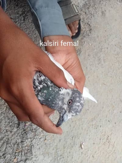 wehshi male or kalsiri femal and 4 bachy