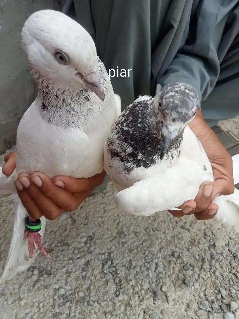 wehshi male or kalsiri femal and 4 bachy contact number 03156502581 — photo 2