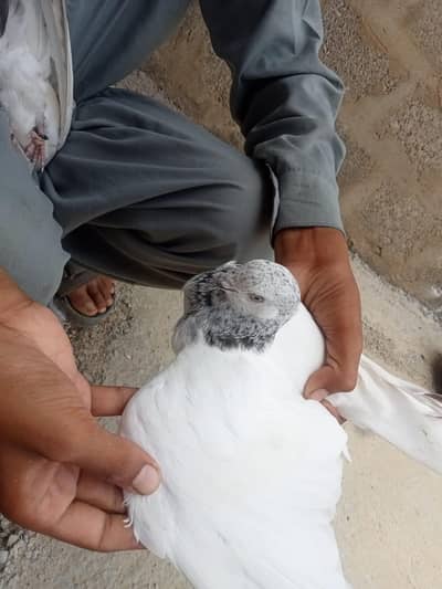 wehshi male or kalsiri femal and 6 bachy contact number 03156502581