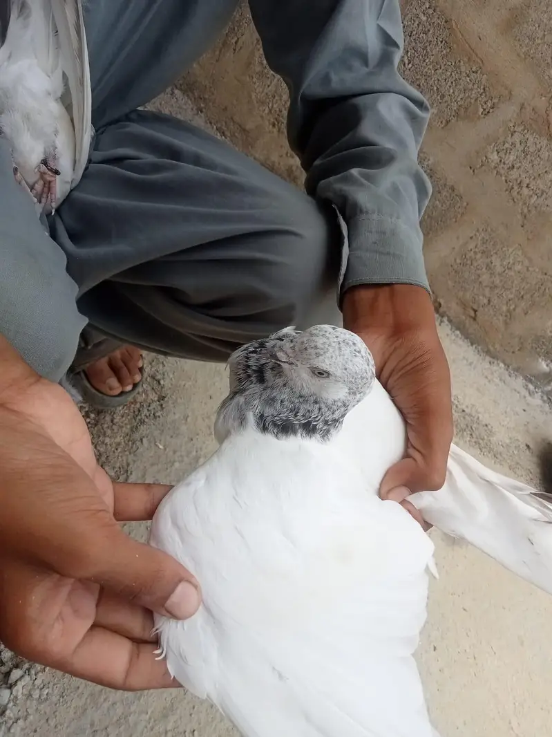 wehshi male or kalsiri femal and 4 bachy contact number 03156502581 — photo 3