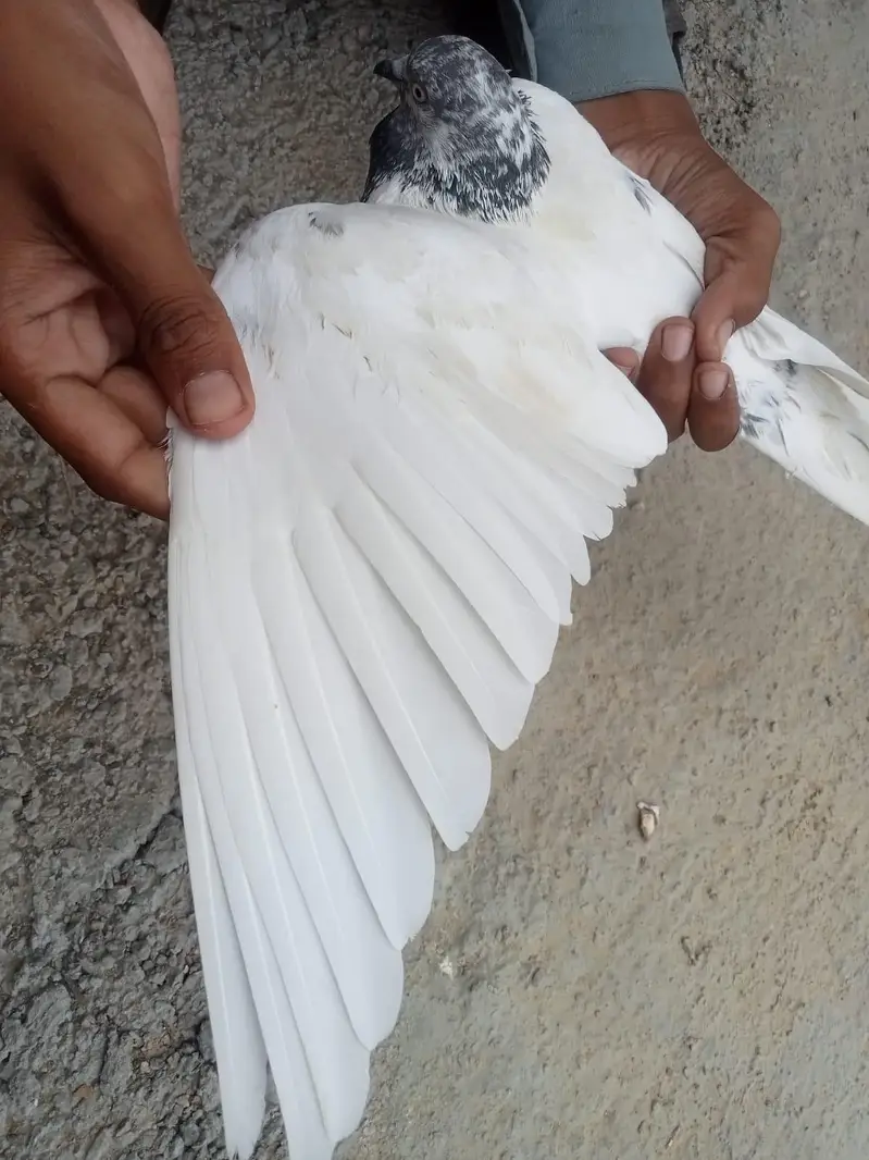wehshi male or kalsiri femal and 4 bachy contact number 03156502581 — photo 4