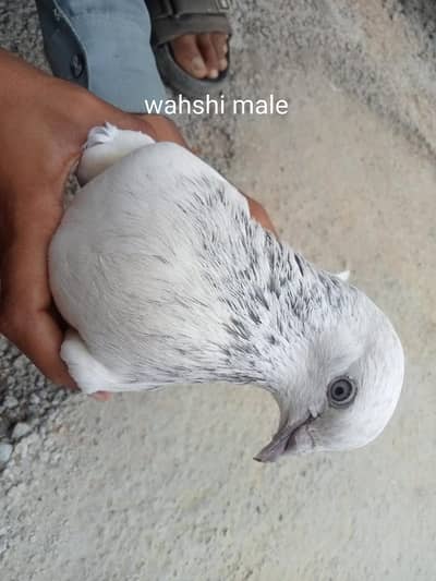 wehshi male or kalsiri femal and 6 bachy contact number 03156502581