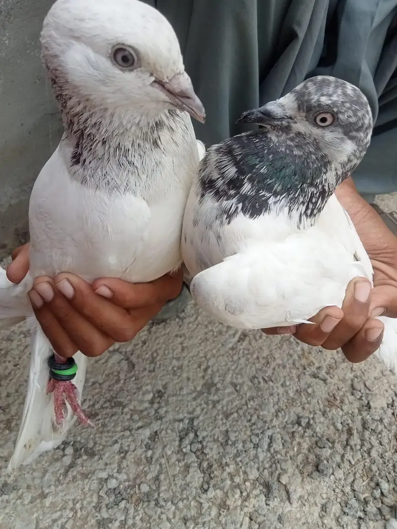 wehshi male or kalsiri femal and 4 bachy contact number 03156502581 — photo 6