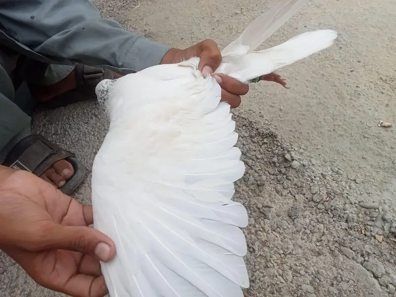 wehshi male or kalsiri femal and 4 bachy contact number 03156502581 — photo 7