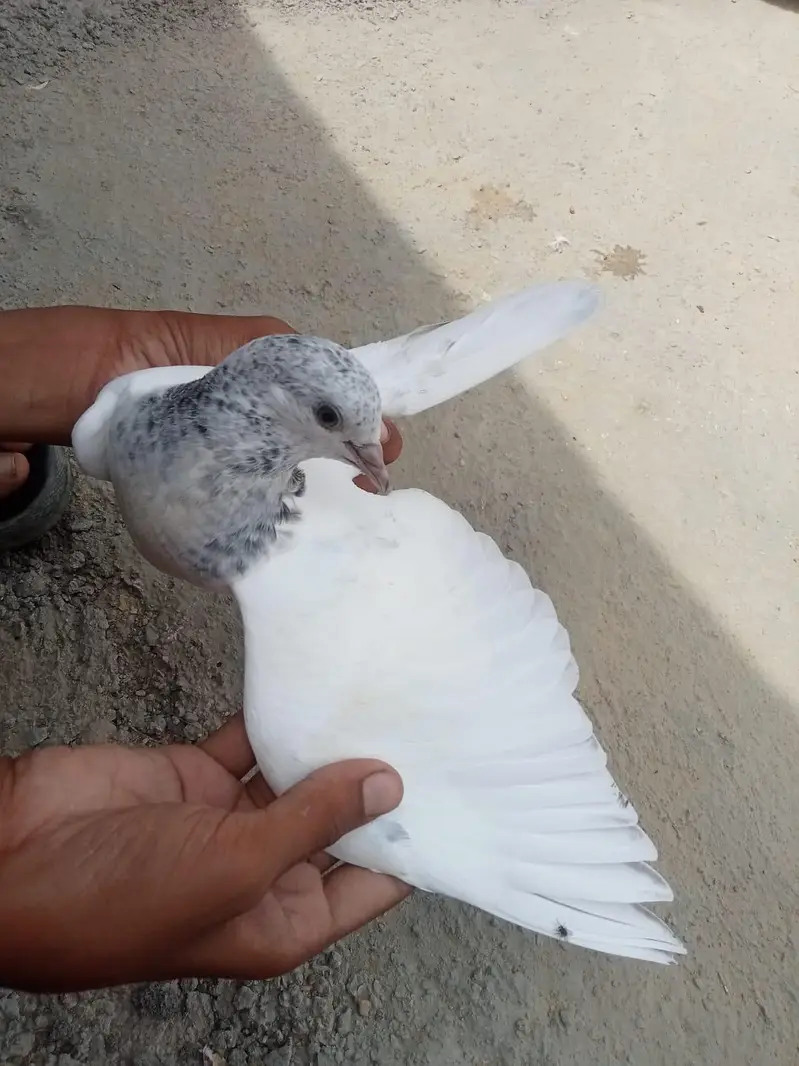 wehshi male or kalsiri femal and 4 bachy contact number 03156502581 — photo 8