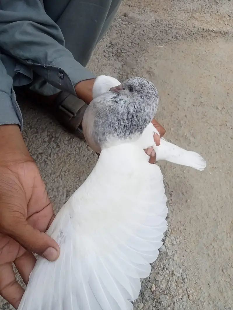 wehshi male or kalsiri femal and 4 bachy contact number 03156502581 — photo 9