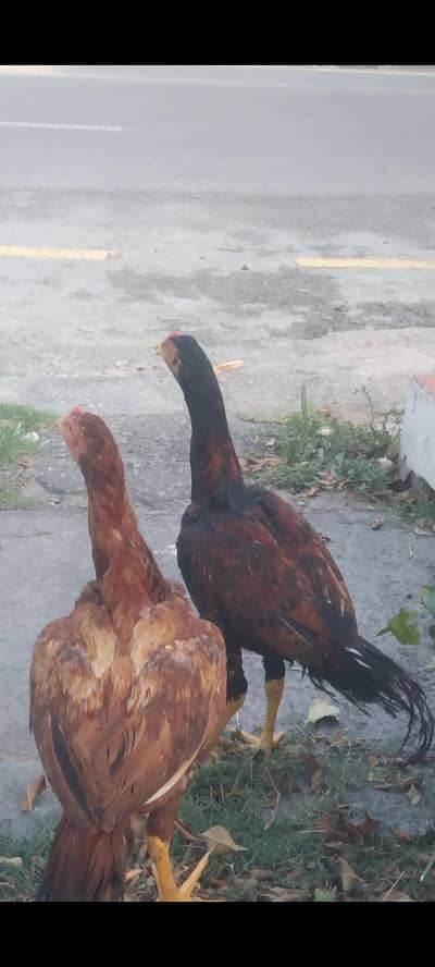 aseel muga and chicks