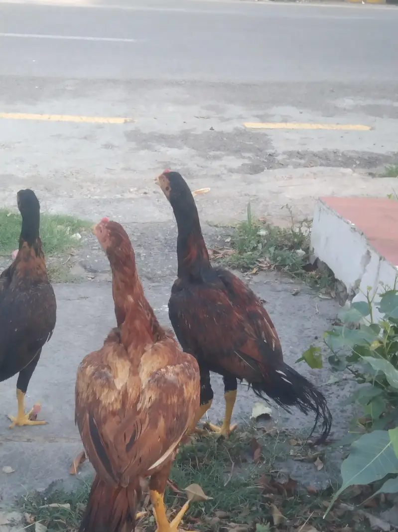 aseel muga and chicks — photo 3