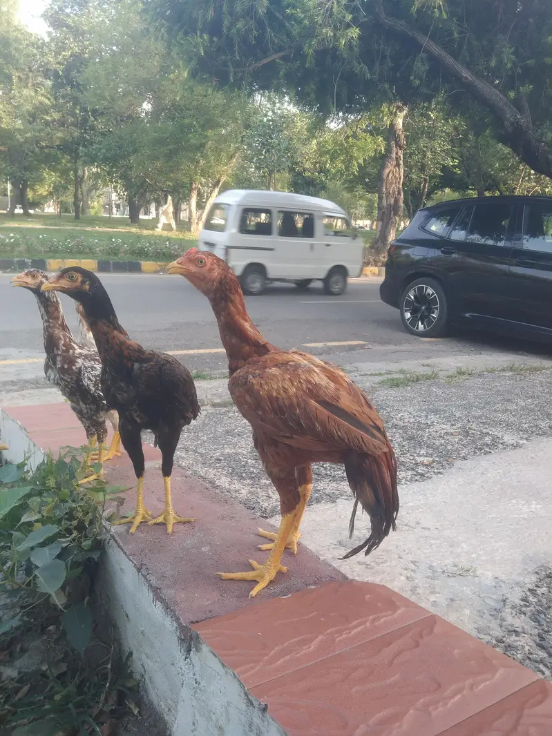 aseel muga and chicks — photo 4