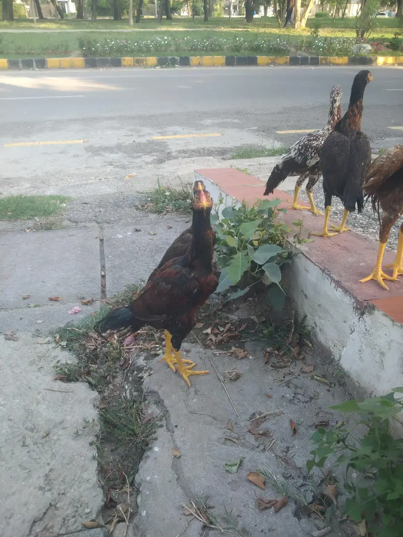 aseel muga and chicks — photo 5