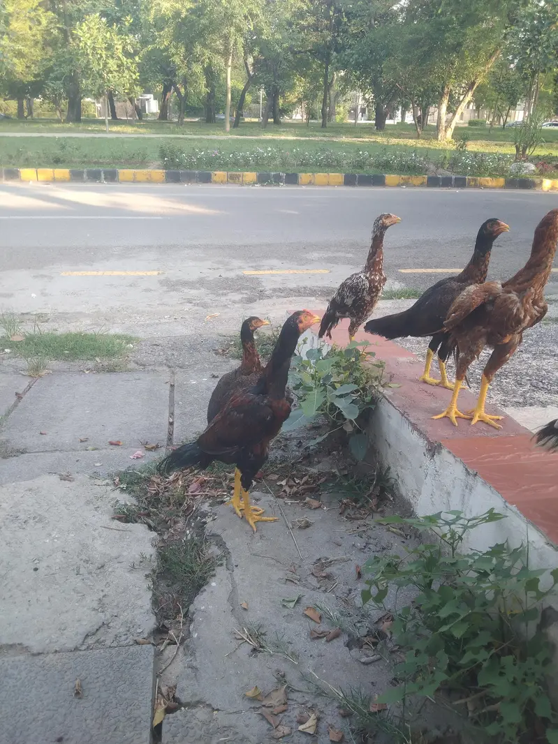aseel muga and chicks — photo 6