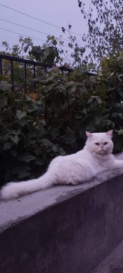 persian punch face male cat for sale