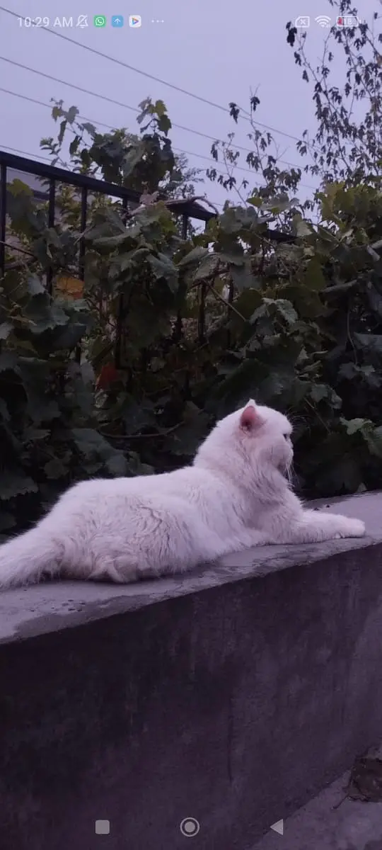 persian punch face male cat for sale — photo 2