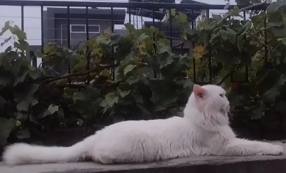 persian punch face male cat for sale — photo 3