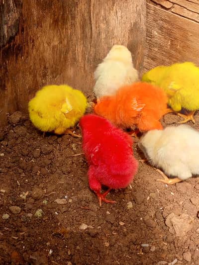 Colorful chicks