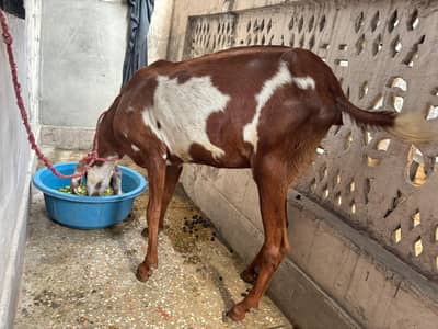pure Desi Bakri Brown color