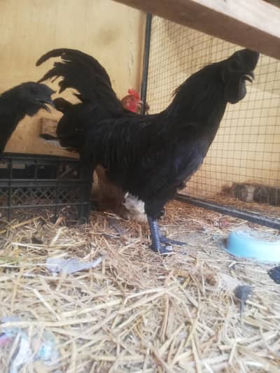 Ayam cemani