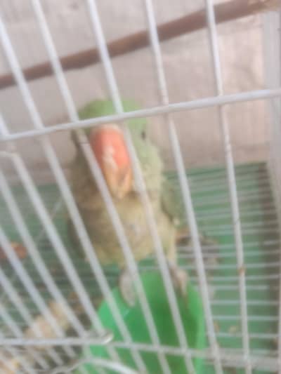 raw parrot