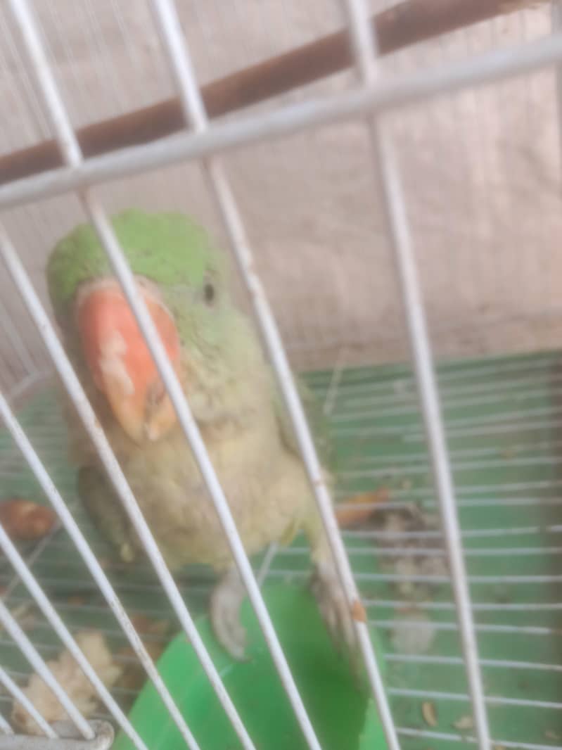raw parrot 1