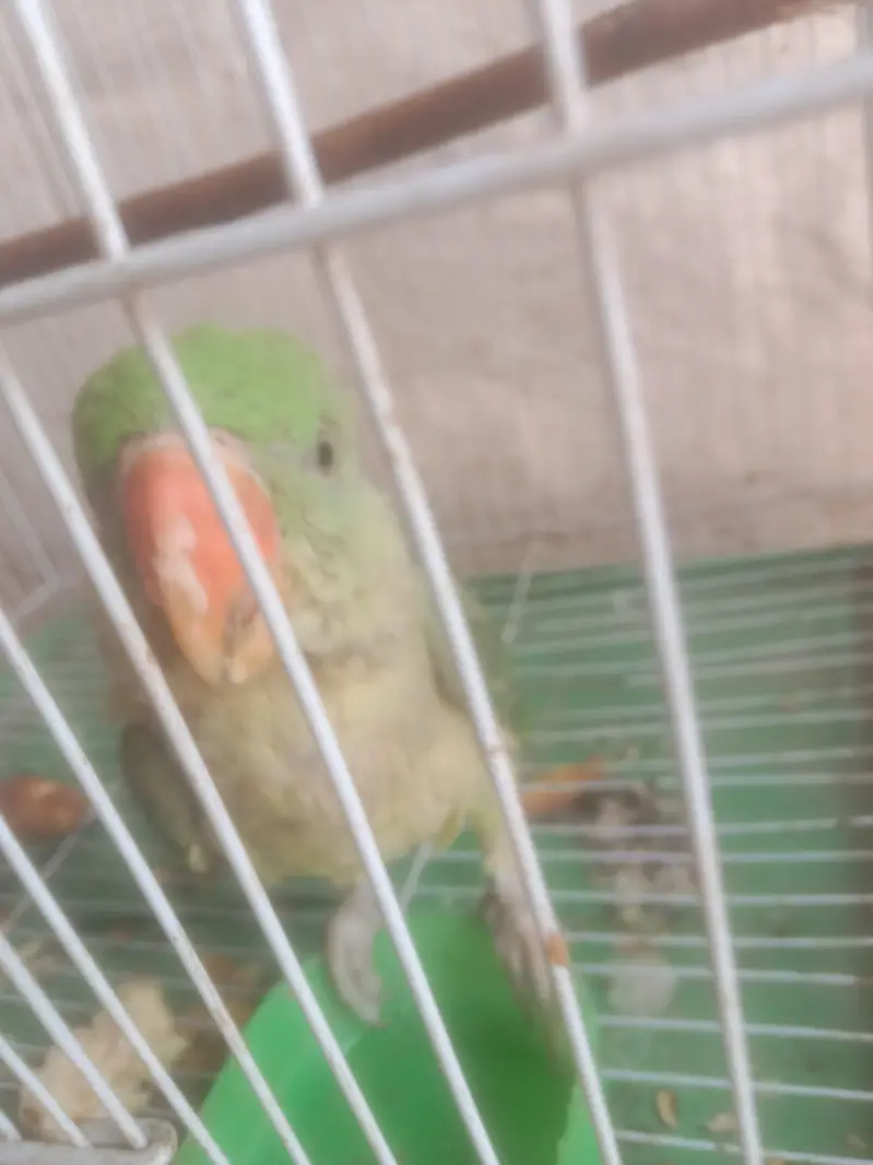 raw parrot — photo 2