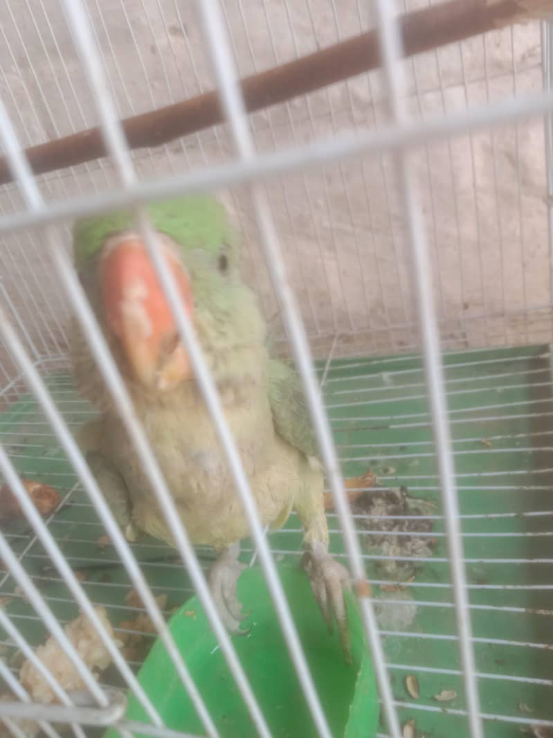 raw parrot 2