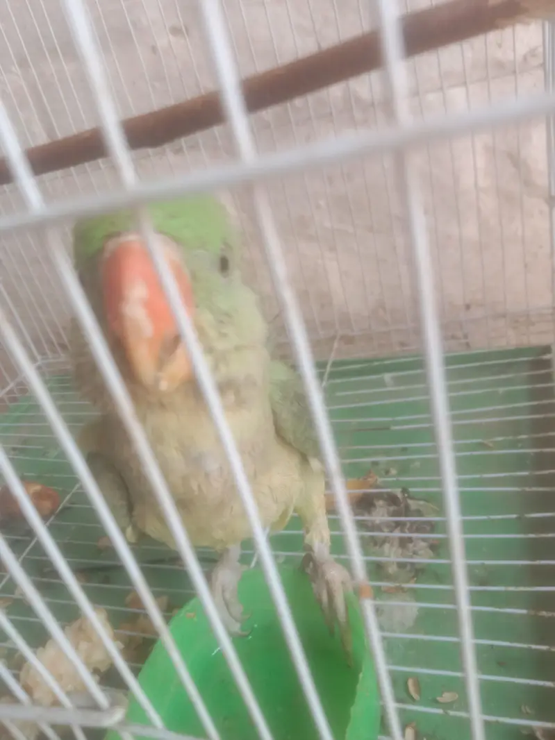 raw parrot — photo 3