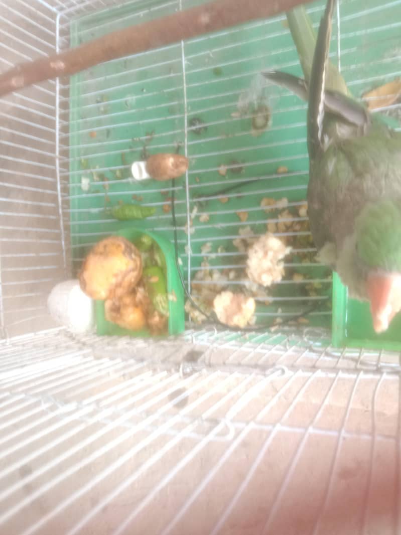 raw parrot 3
