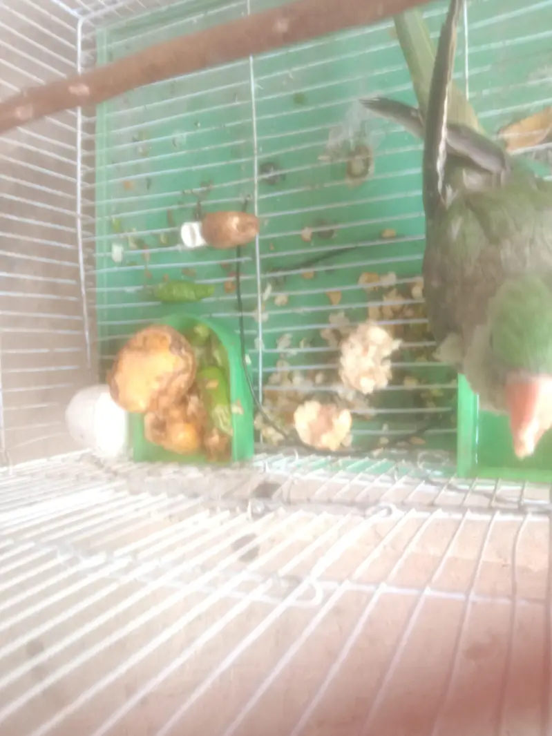 raw parrot — photo 4