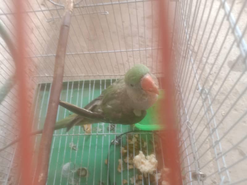 raw parrot 4