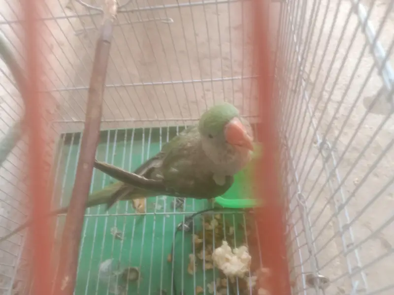 raw parrot — photo 5
