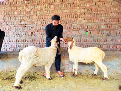 *kajla chatra |sheep |desi charta _mundra | Goat_بکرا*