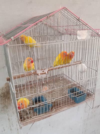lovebirds