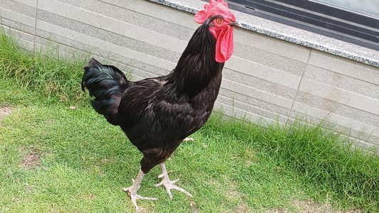 Hen and roster