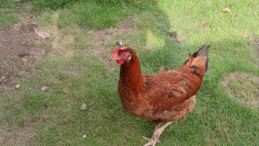 Hen and roster