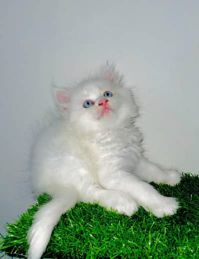 White Persian Kittens/Triple coated/blue eyes/Cats/Male/Female