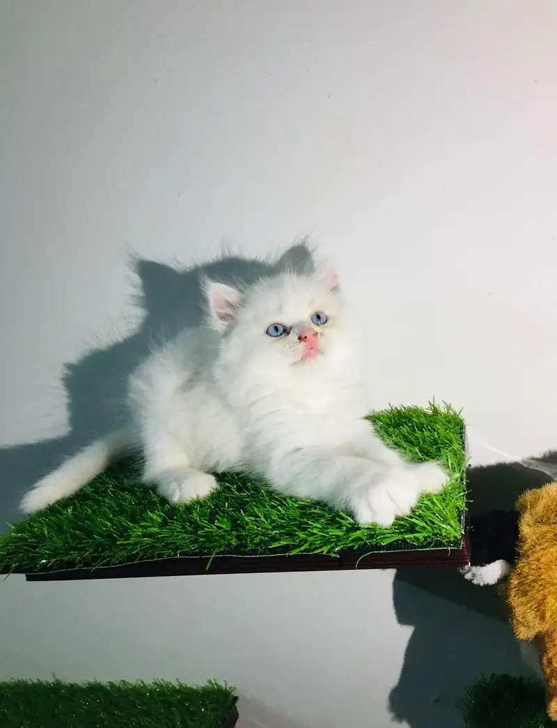 White Persian Kittens/Triple coated/blue eyes/Cats/Male/Female — photo 3