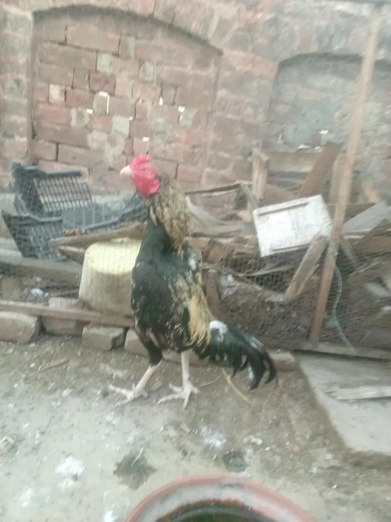 aseel lover 03441567770 — photo 3