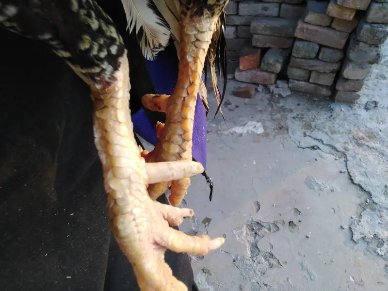 aseel lover 03441567770 — photo 6