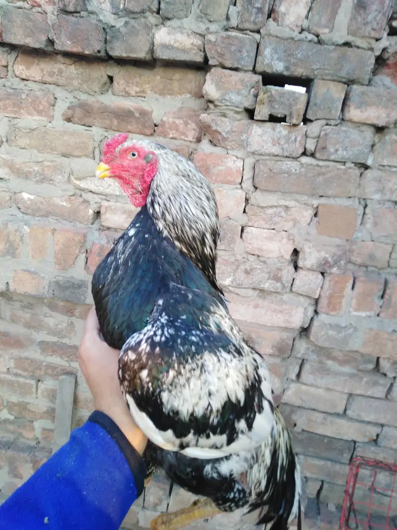 aseel lover 03441567770 — photo 8