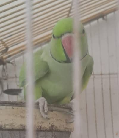 parrot