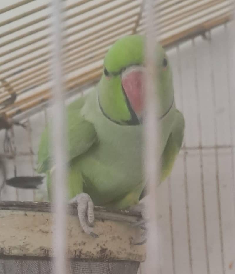 parrot 0