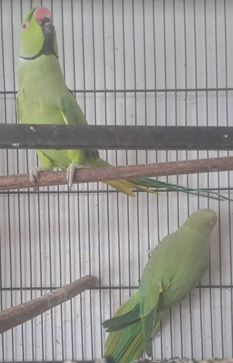 parrot 1