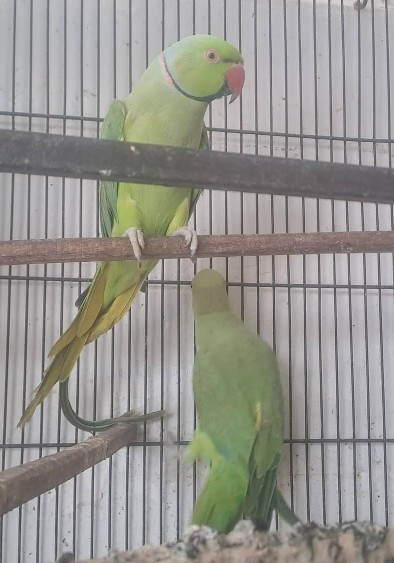 parrot 2