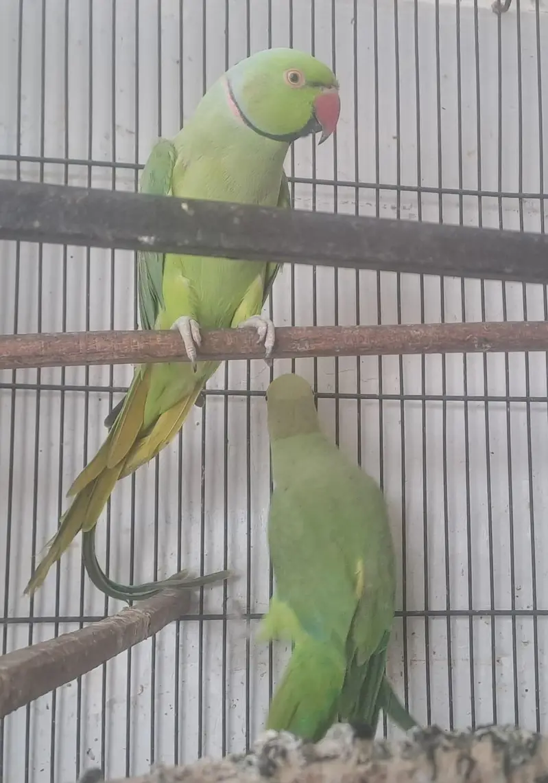 parrot — photo 3