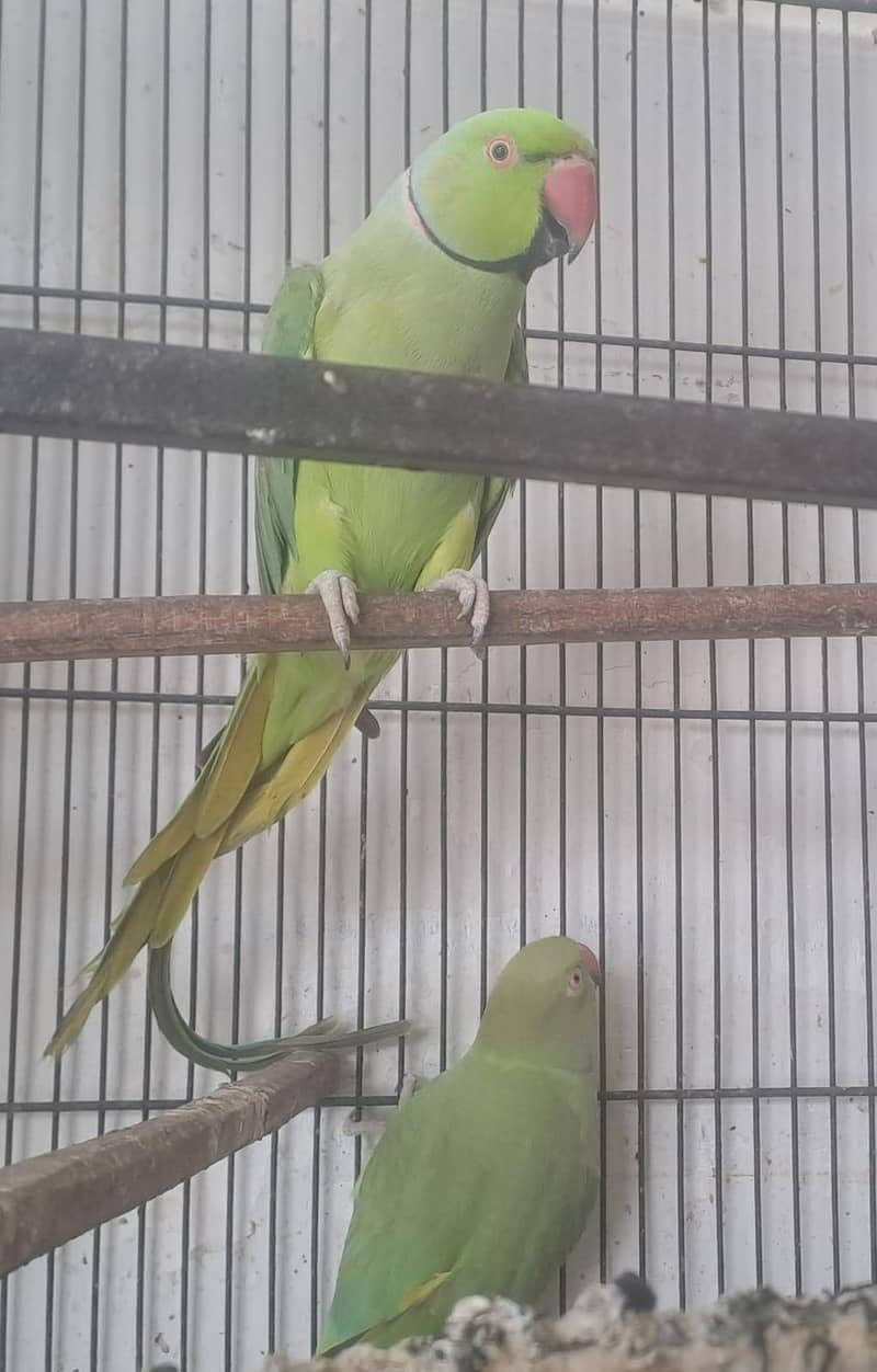 parrot 3