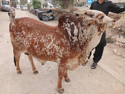 heavy kheera bachra for 2027 qurbani
