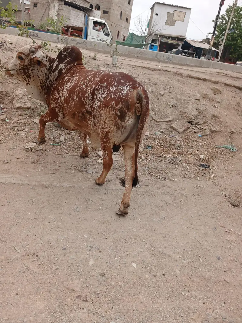 heavy kheera bachra for 2027 qurbani — photo 2