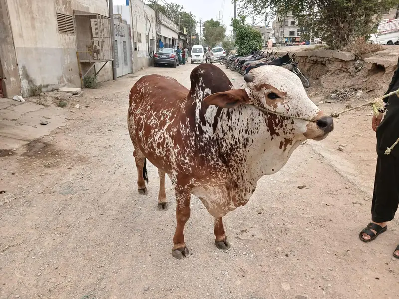 heavy kheera bachra for 2027 qurbani — photo 3